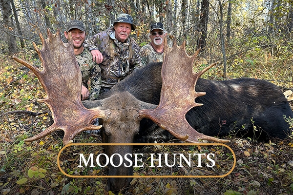 Moose Hunts