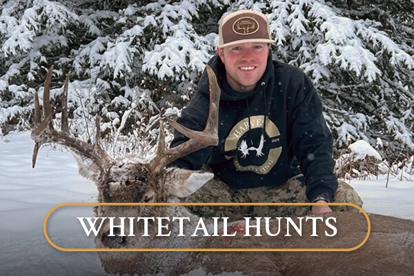 Whitetail Hunts