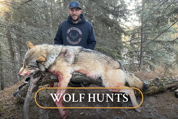 Wolf Hunts