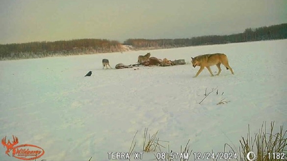 Wolf Hunts Wolf Hunts